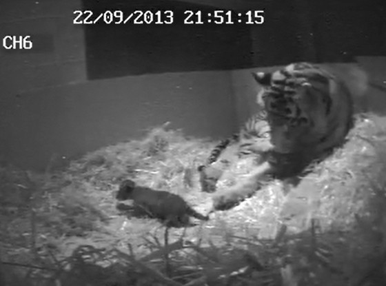 Baby Tiger Cub being born Baby Tiger Cub being born